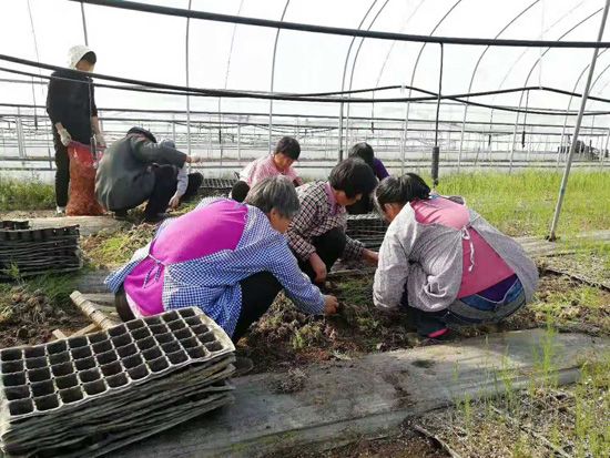 好品种才能保证十几年高收入:盛丰苗发往河南基地