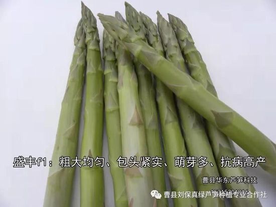 春天，常食芦笋很保健