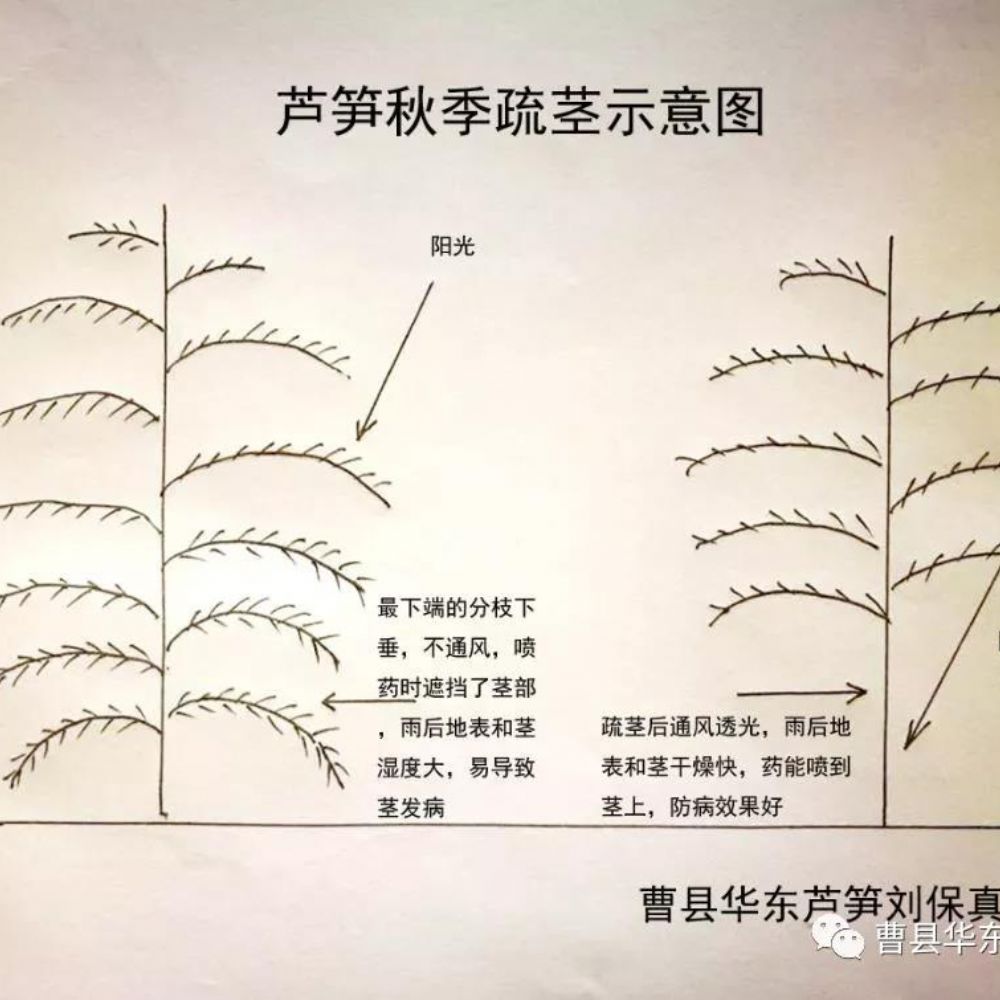 2020《刘保真：跟我学种芦笋》之5：绿芦笋的留母茎采收