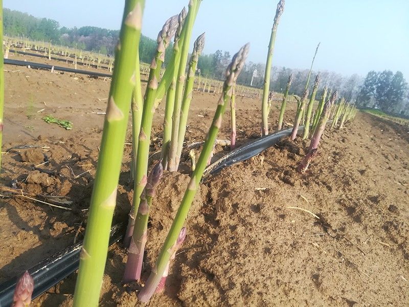 芦笋种植对温度的要求