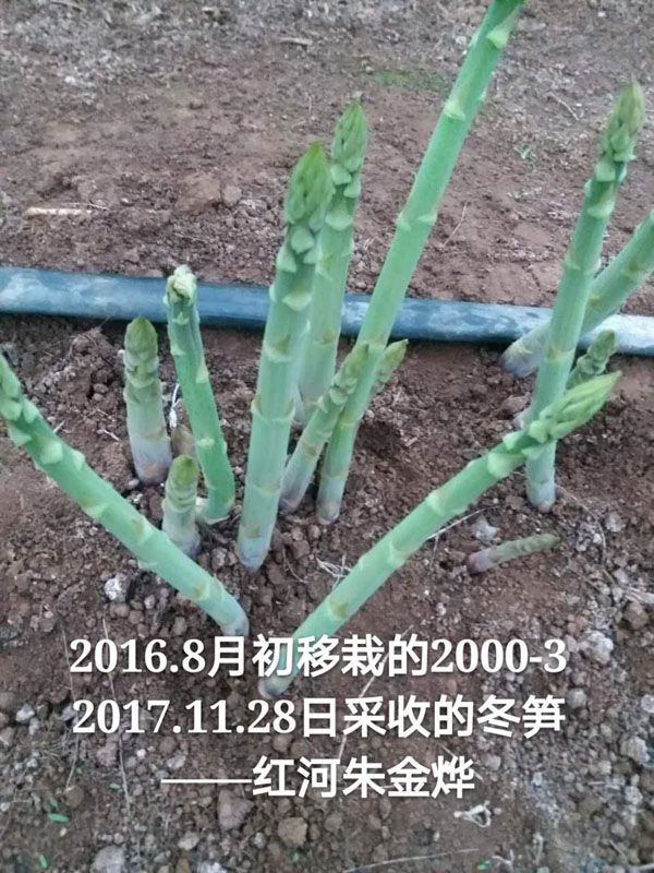 种植芦笋有哪些注意事项：