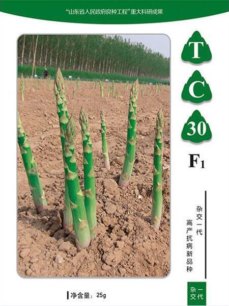 芦笋的种植与栽培技术注意这些养护技巧！