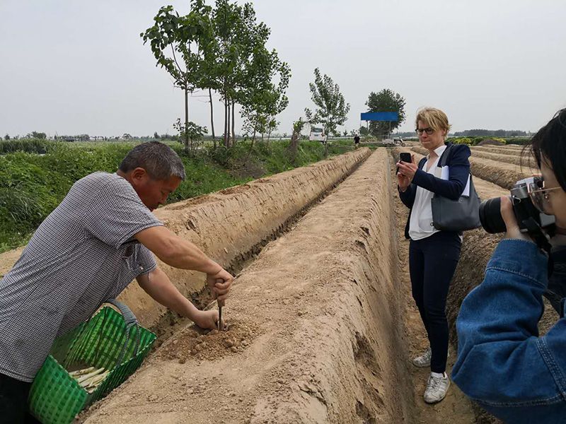 芦笋种植的施肥方法对芦笋有什么影响