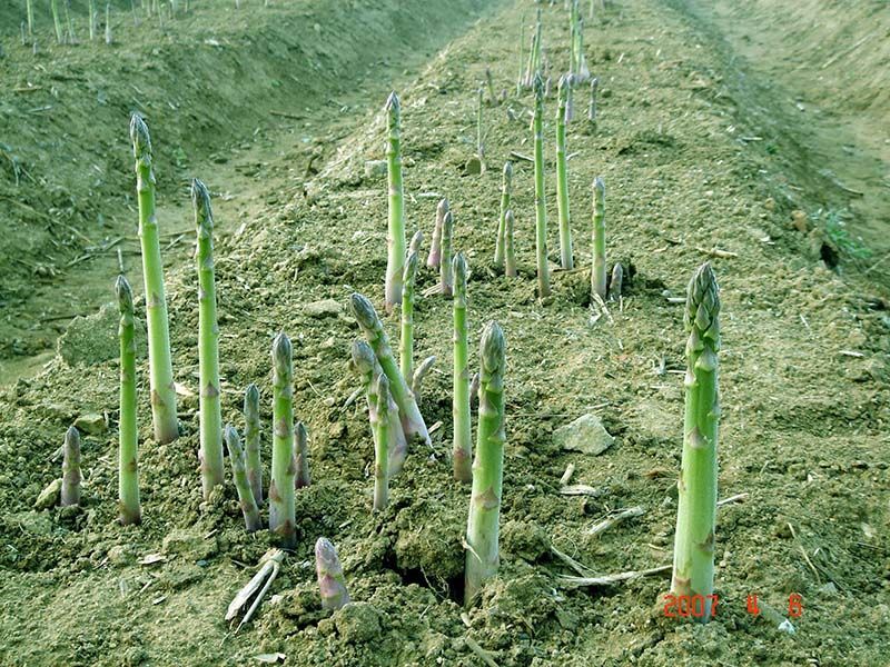 芦笋苗种植需要注意哪些细节