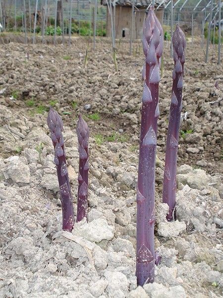 芦笋种子育苗的步骤有哪些